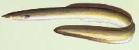 Eel Fish