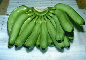 Fresh Green Cavendish Bananas
