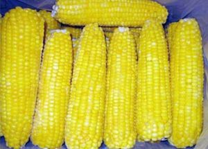 Frozen Yellow Corn Cob