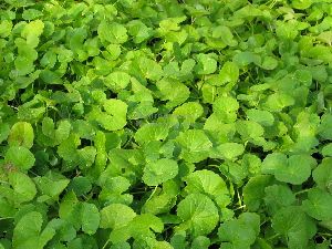 Gotu Kola Powder (Centella Asiatica)