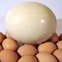 Ostrich Chicks Eggs