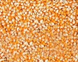 Food Grains & Cereals