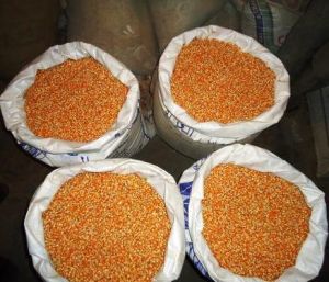 10%-14% MOISTURE YELLOW CORN