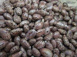 castor seeds