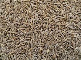 cumin seeds,  Purity :100%