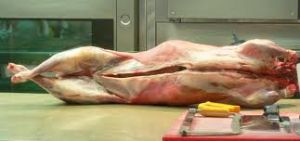 Lamb Carcass/Meat