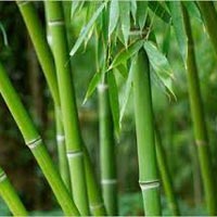 Natural Bamboo Leaf
