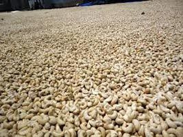 raw cashew nut