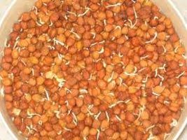 Raw Chick Pea / 8-9mm Wasabi Roasted Chickpea