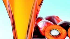 Palm Oil and Palm Kennel Oil Palm Oil and Palm Kennel Oil