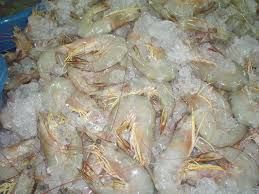 White Shrimps