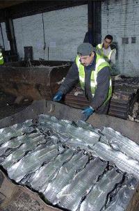 Good Quality Lead Scraps