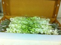 Fresh Cut Orchid Flower