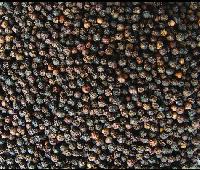 black pepper,  Shelf Life : 1 Year