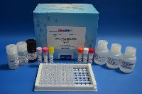 Botulinus Typeb Pcr Diagnostic Kit