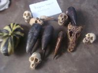 Hornbill Skull Hornbill Skull