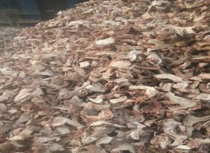 Galangal Powder