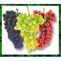 Fresh Table Grapes - White / Black / Red