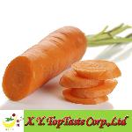 Fresh Carrot-2011 Chinese Fresh Carrot
