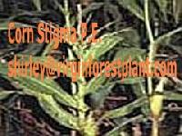 Corn Stigma P E