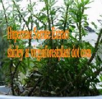 Huperzine Serrate P E