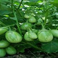 Hybrid Eggplant