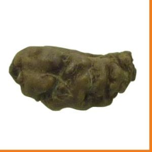 Authentic 1 Mukhi  Rudraksha Beads