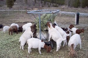 Alive Boer Goats and Merino sheep for sale