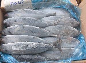 belted bonito, Sarda bonito fish, IQF bonito fish for market