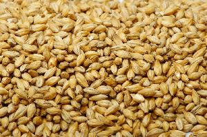 feed barley For Animal Feed and Human Consumption