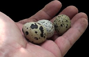Fertile Hatching Quail Eggs