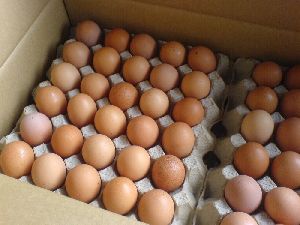 Fresh Chicken Table Eggs/Fresh Chicken Hatching EGGS