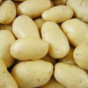 Fresh Irish Potato