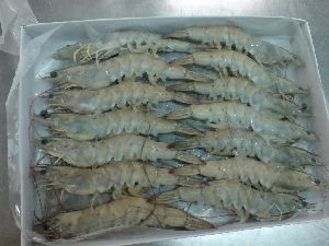 frozen vanamei shrimp
