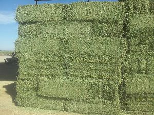 Alfalfa hay in Bales