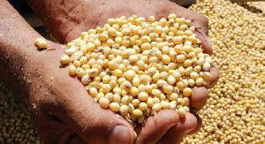 Soybean grade GMO suitable for human consumption