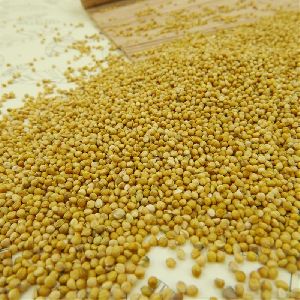 Yellow White Millet / Green millets / Yellow Broom Corn Millet