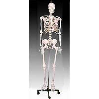 KK-001: Life-size skeleton 170cm tall