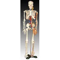 KK-004: Medium skeleton with nerves and blood vessels 85cm t