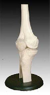 KK-010: Life-size knee joint