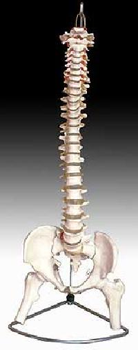 KK-027: Life-size vertebral column with pelvis and femur hea