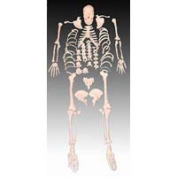 KK - 028  Dis articulated skeleton with skull