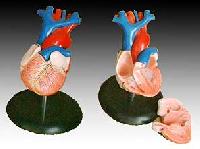KK - 046 : Life-Size Heart Model
