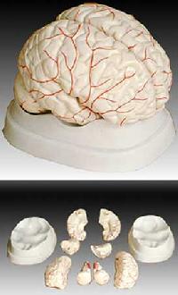 KK-047 arterial Brain Model