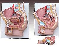 KK -060: Human male pelvis section (2 parts)