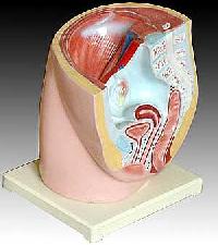 KK -062: Human female pelvis section (1 part)