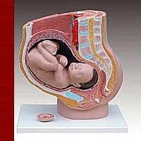 KK -063: Human female pelvis section (4 parts)