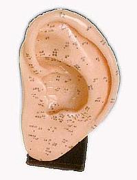 KK-095: Ear acupuncture model 22cm