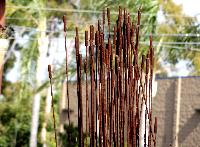 metal reeds