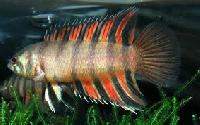 Anabantidae Fish